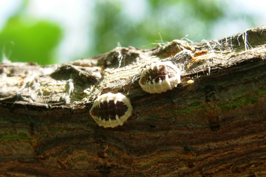 Coccidae?